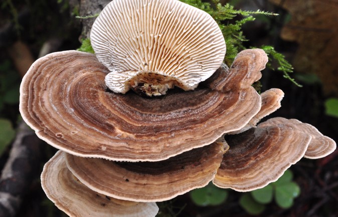 Turkey Tail Mushroom Benefits