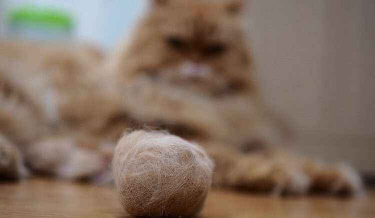 Hairball For Cat - Causes and Symptoms