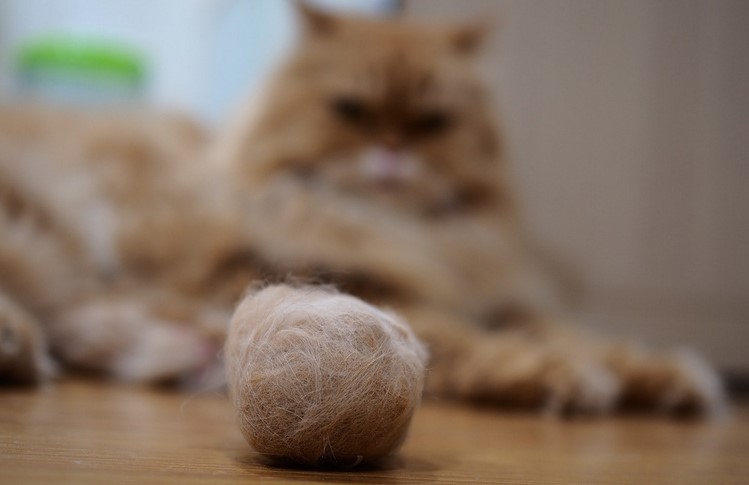 Hairball For Cat - Causes and Symptoms