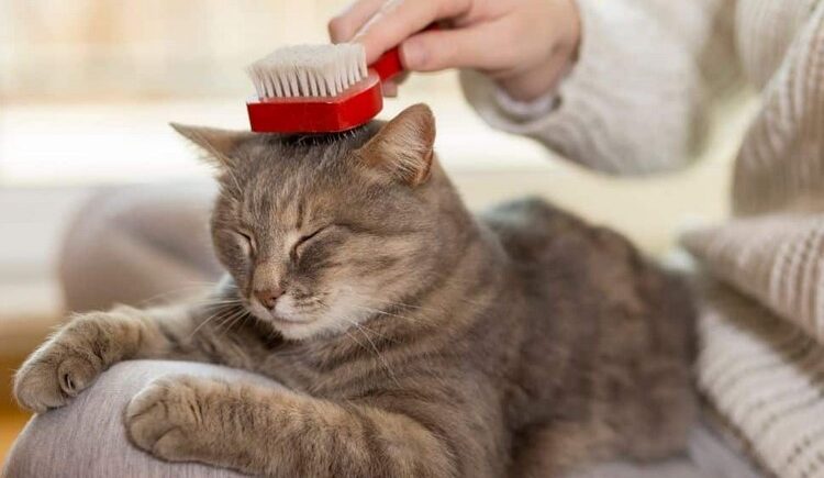 How to Prevent Hairballs in Cats