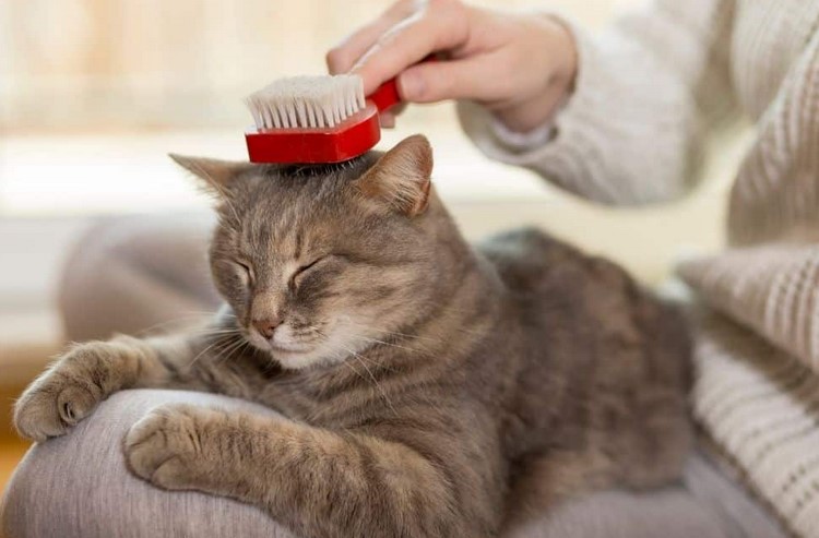 How to Prevent Hairballs in Cats