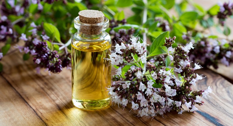 The Benefits of Oil of Oregano