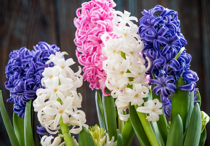 What are hyacinths good for?