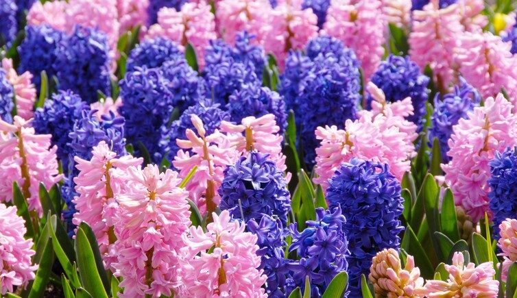 What is the Hyacinth Flower