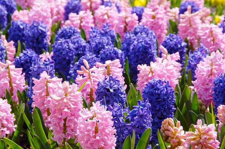 What is the Hyacinth Flower