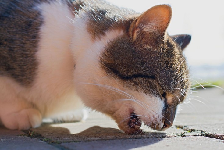 Can hairballs make cats sick?