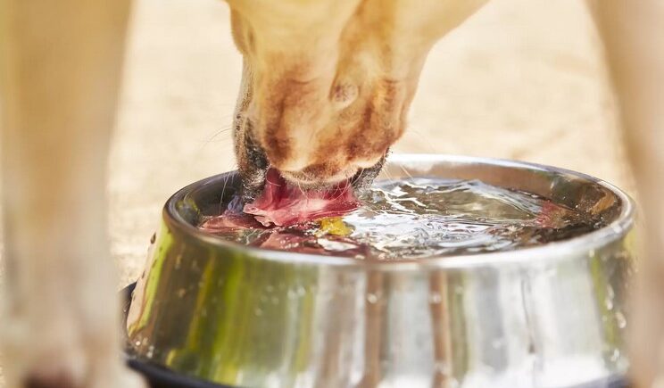 The Importance of Water in a Dogs Diet