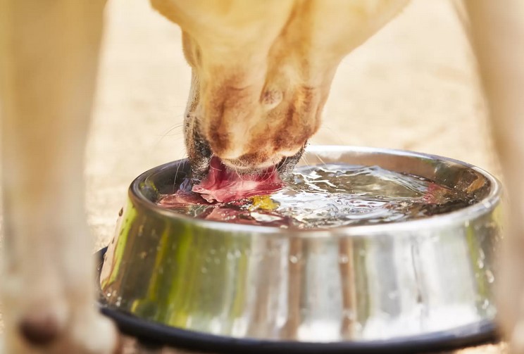 The Importance of Water in a Dogs Diet