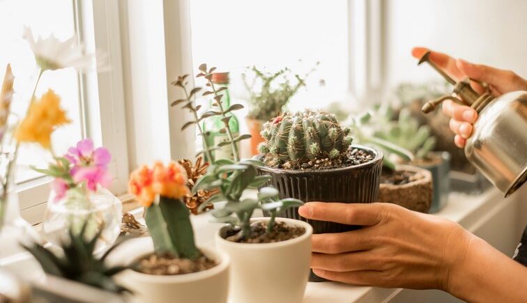 Types of Cactus Grow at Home