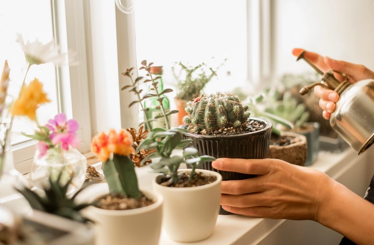 Types of Cactus Grow at Home