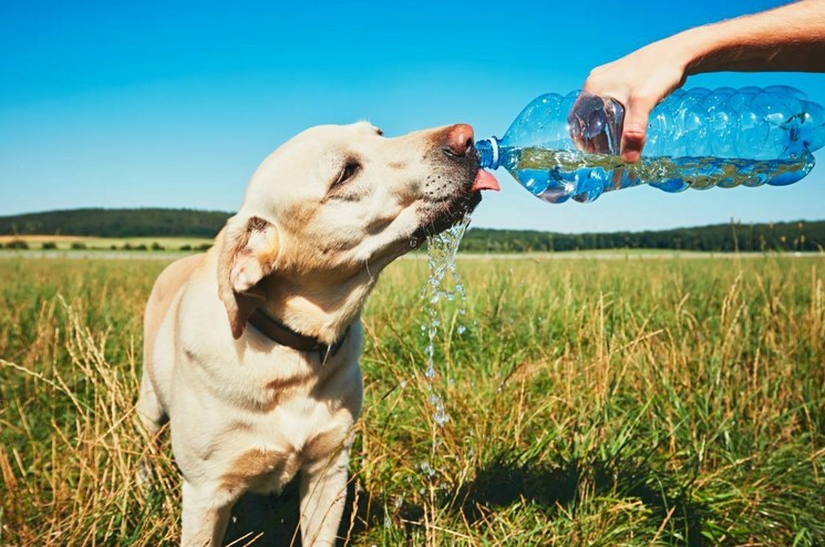 Do dogs need more water or food?