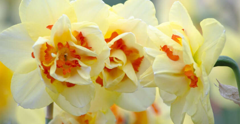 The Beauty of Narcissus Flowers