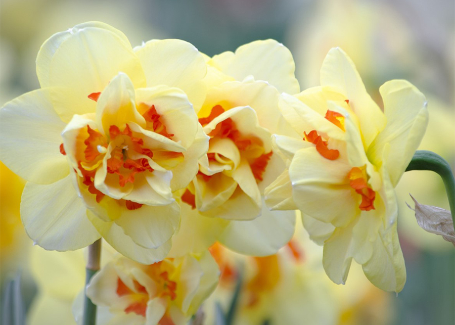 The Beauty of Narcissus Flowers