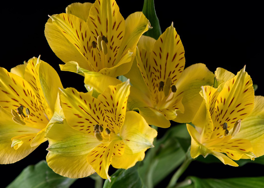 The Alstroemeria Flower