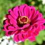 The History and Culture of Zinnias